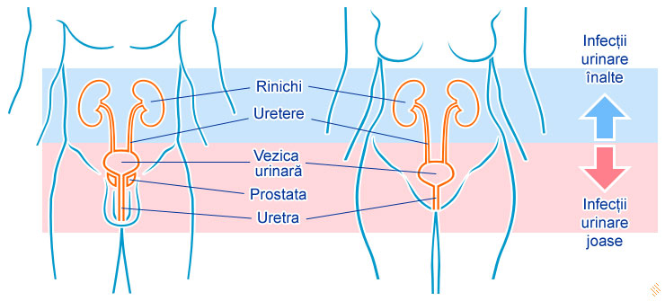 durere vezica urinara