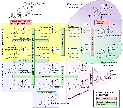 Steroidogeneza umana