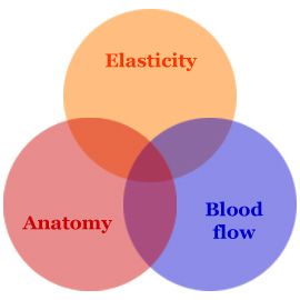 Elastography tehnique Acuson S2000