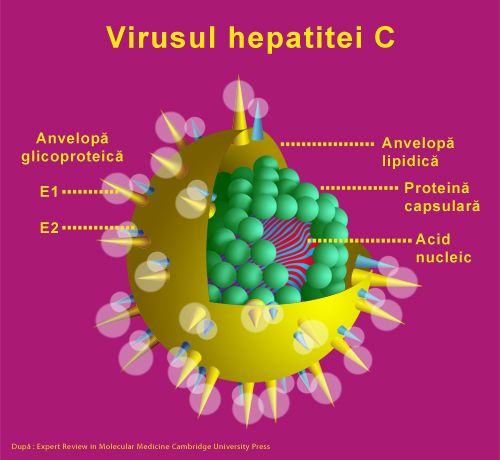 virusul hepatiei C