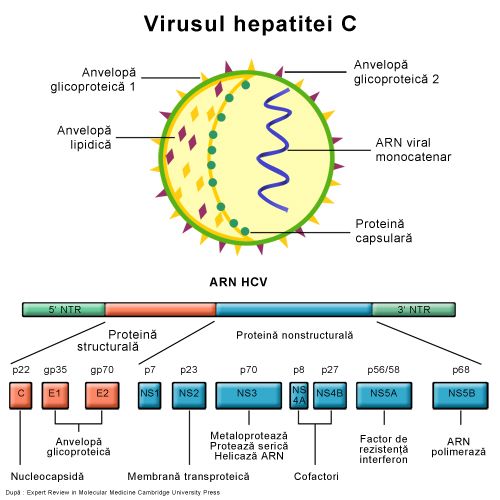 virusul hepatiei C